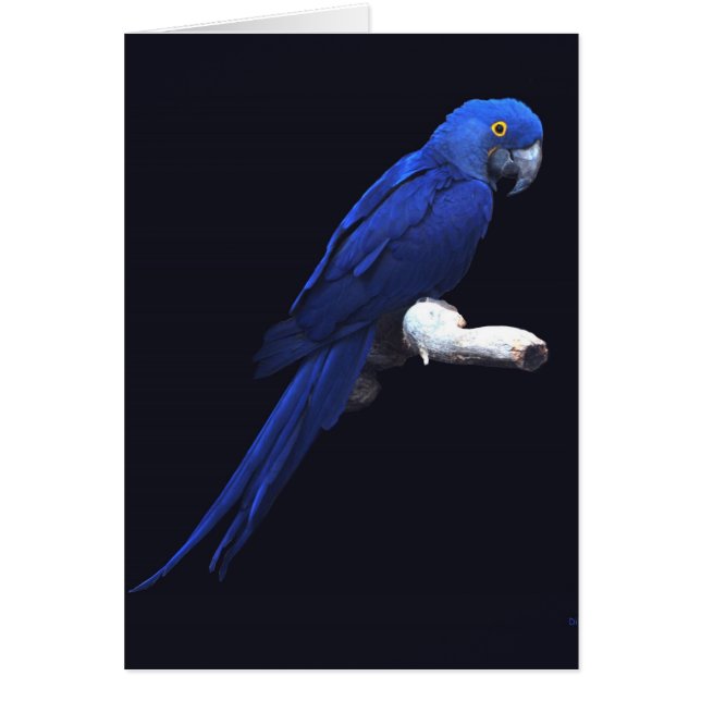 Cartão A Beleza Azul (Frente)