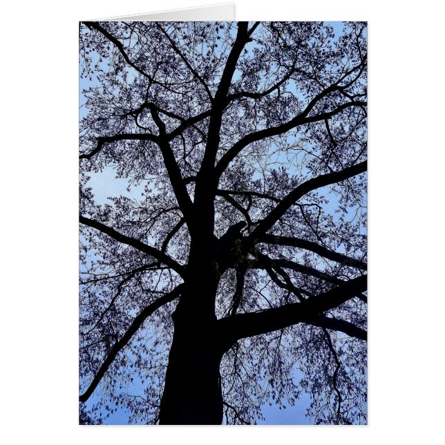 Cartão A beleza da natureza (Frente)