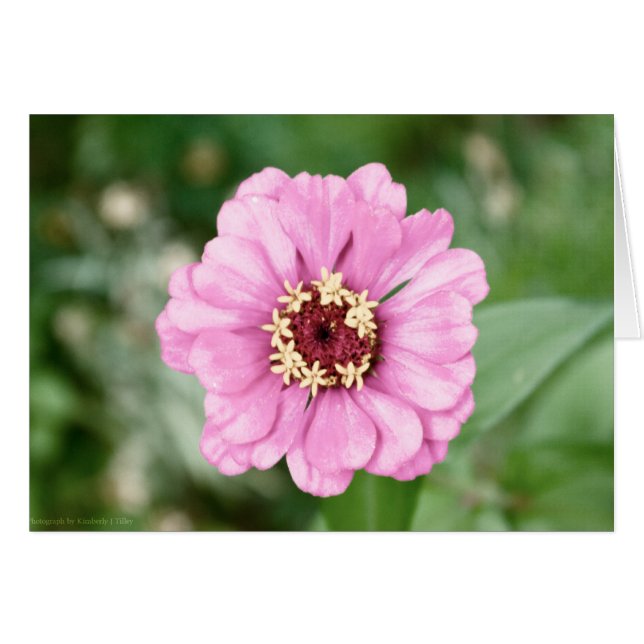 Cartão A beleza de Johann (Frente horizontal)