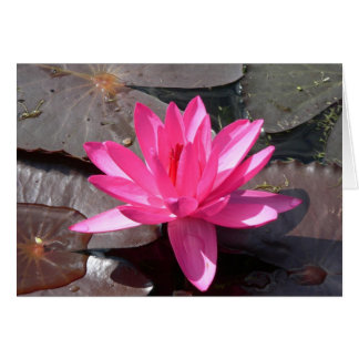 Cartão A beleza de Lotus