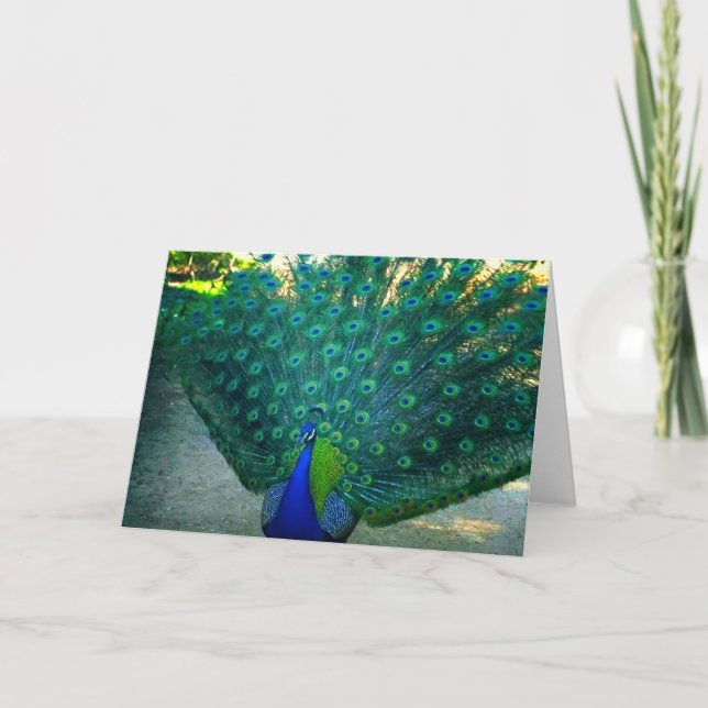 Cartão A beleza de um Pavão (Frente)