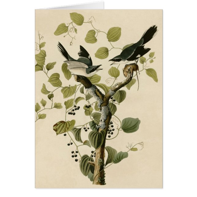 Cartão A boba Shrike de Audubon (Frente)
