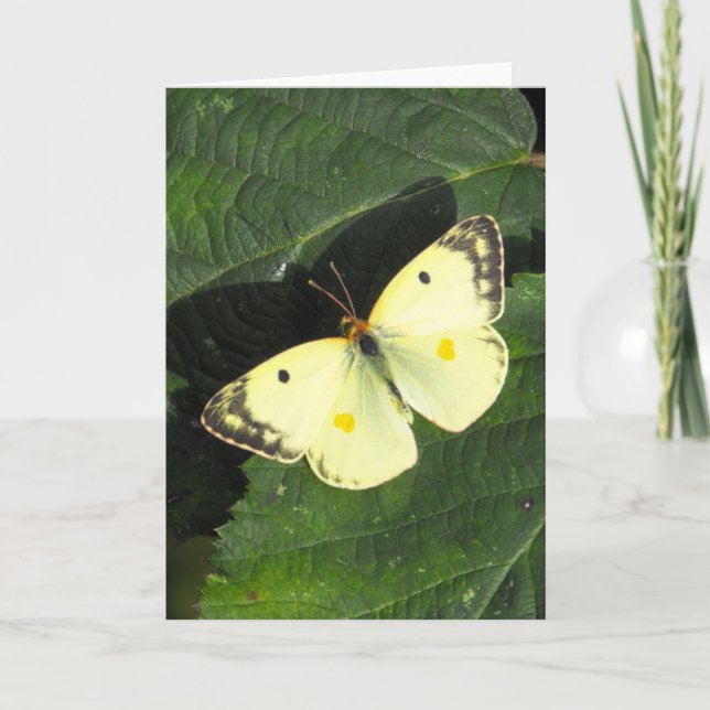 Cartão A borboleta amarela nublada de Berger (Frente)