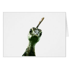 Cartão A cabeça de um jovem pavão a espreitar para dizer