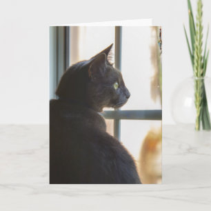 Cartão A cat offers a hello or sympathy