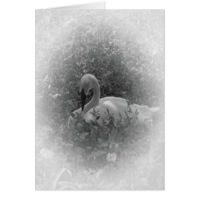 Cartão A cisne (Frente)