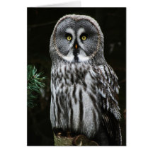 A Coruja das Cinzas Excelentes gca