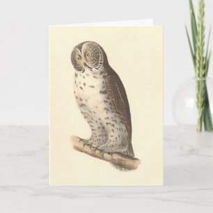 Cartão A Coruja das Cinzas Excelentes (Strix nebulosa) NY
