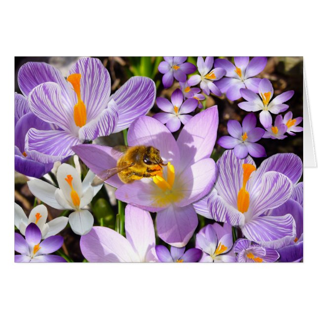 Cartão A CROCUS TASTER ~ Card (Frente Horizontal)