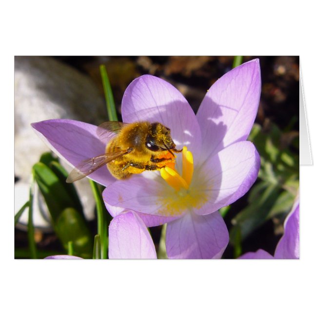 Cartão A CROCUS TASTER ~ Card (Frente Horizontal)