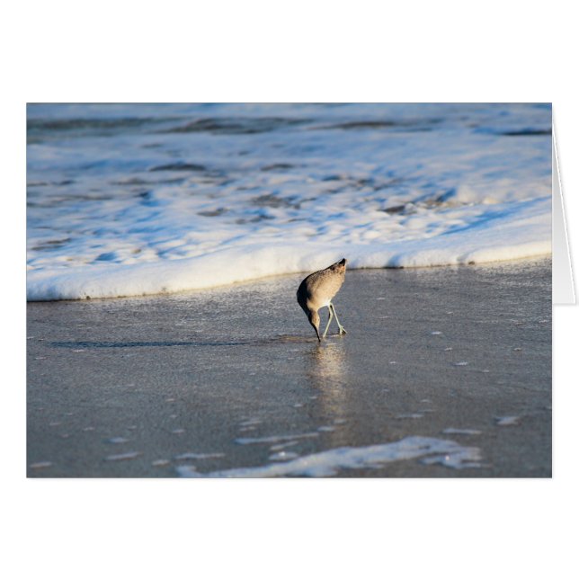 Cartão A descoberta interessante de Willet (Frente Horizontal)