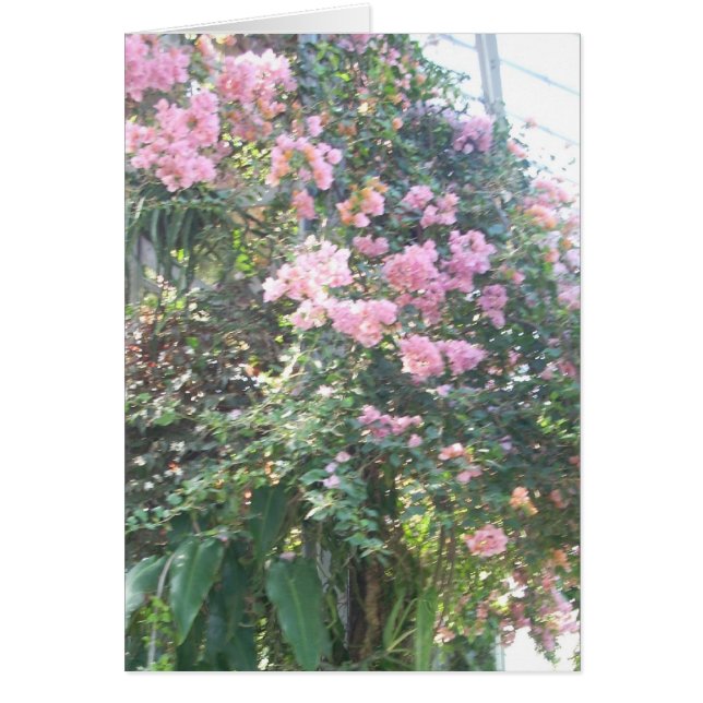 Cartão A estufa floresce oito (Frente)