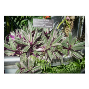 Cartão A estufa floresce onze