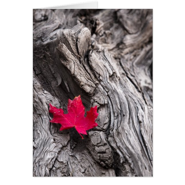 Cartão A extremidade da viagem (Frente)