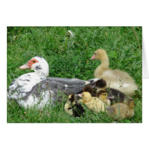 Cartão A Família Muscovy Mais O Jogo