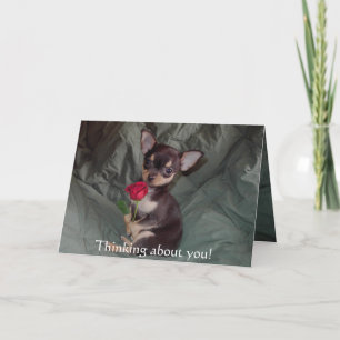 Cartão A feliz bonito adorável da chihuahua do bebê