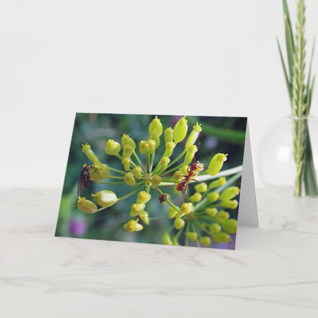 Cartão A Formiga, A Mosca e a Semana (Frente)