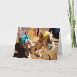 Cartão A friendly camel awaits its next rider, Cairo,