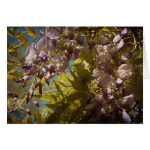 Cartão A glicínia floresce na primavera luz do sol