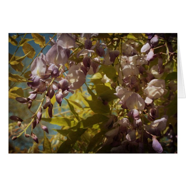 Cartão A glicínia floresce na primavera luz do sol (Frente horizontal)