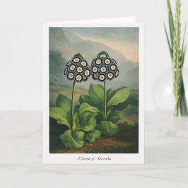 Cartão A Group of Auriculas — Modern Botanical Reinterpre