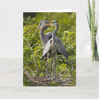 Cartão A Little Birdie Birthday Card