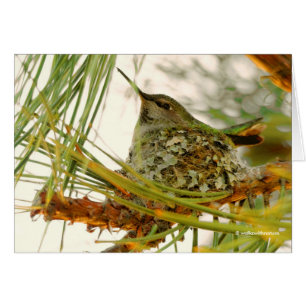 Cartão A mãe do beija-flor da Anna no Ninho