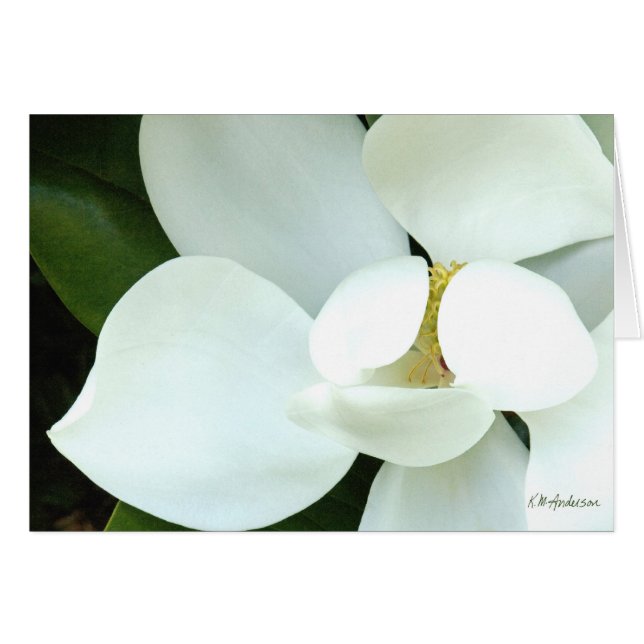 Cartão A magnólia de Bobby II (Frente Horizontal)