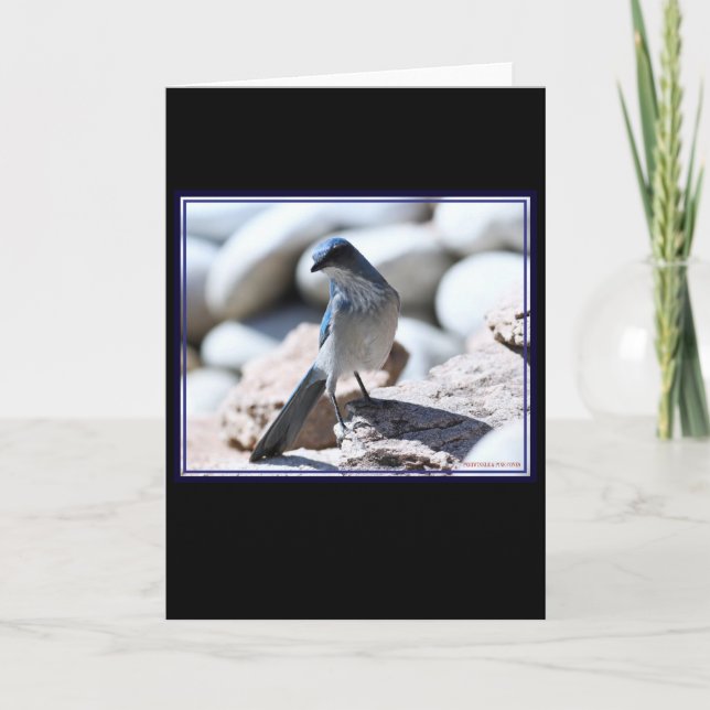 Cartão A modelagem Scrub-Jay do Woodhouse para a câmera. (Frente)