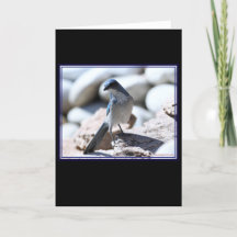 A modelagem Scrub-Jay do Woodhouse para a câmera.