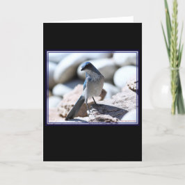 Cartão A modelagem Scrub-Jay do Woodhouse para a câmera.