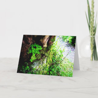 Cartão A Monks Shamrocks