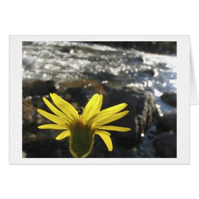 Cartão A opinião de uma flor da angra das madeiras (Frente Horizontal)