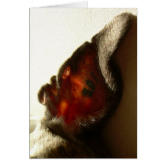 Cartão A orelha do branco da baga