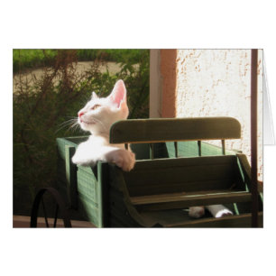 Cartão A pantera cor-de-rosa monta outra vez