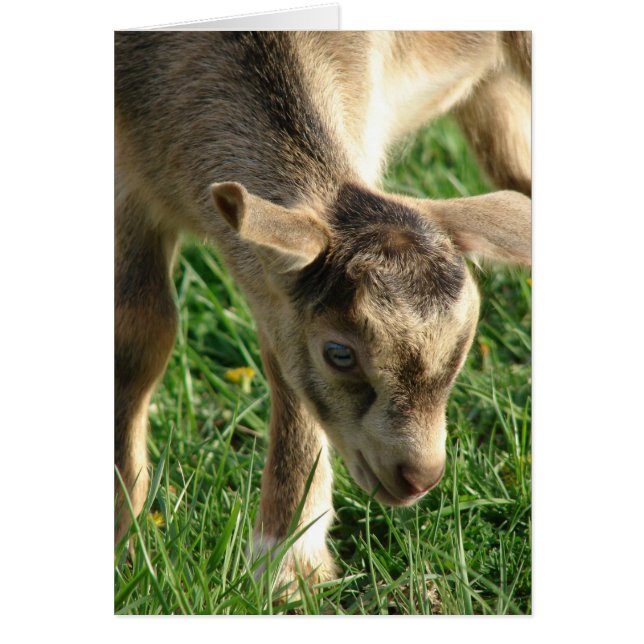 Cartão A Páscoa do garoto da cabra (Frente)