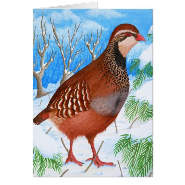 Cartão A perdiz de patas encarnadas (Frente)