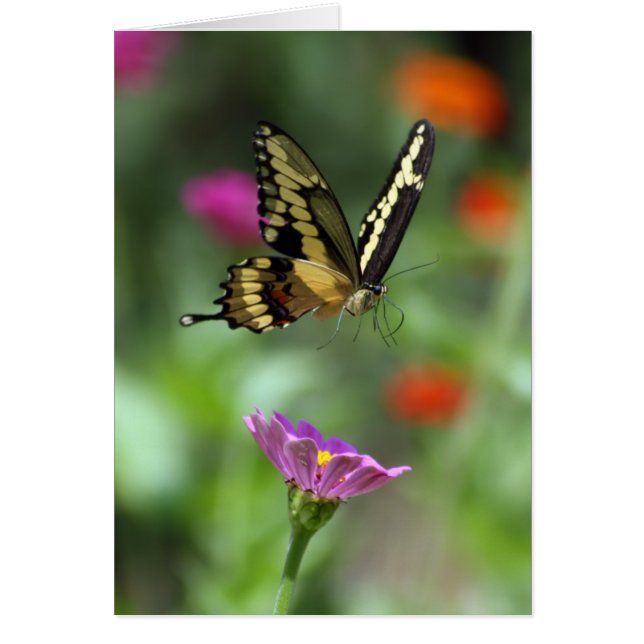 Cartão A pessoa que sobe (Frente)