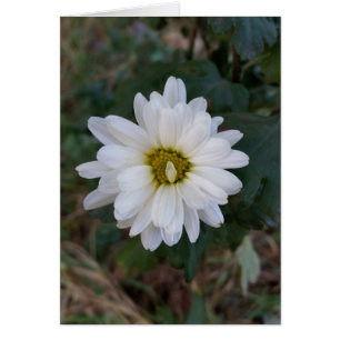 Cartão A pétala que apareceu