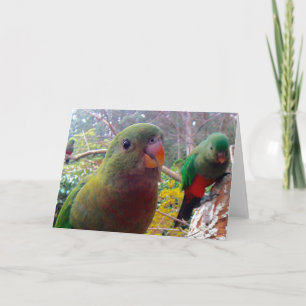 Cartão A photograph of a female King Parrot.blank card.