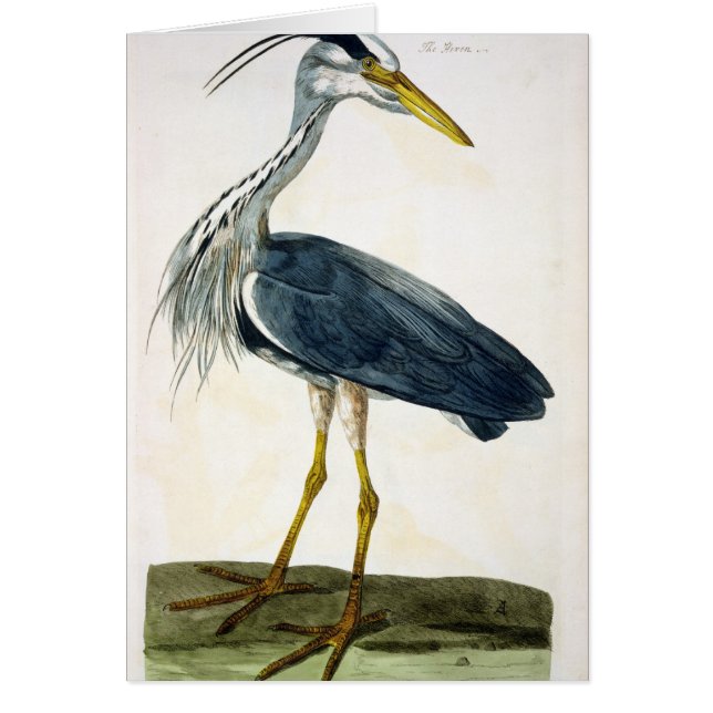 Cartão A placa da garça-real (Ardea cinerea) 'dos (Frente)