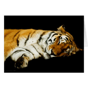 Cartão A Placa De Amur Que Dorme