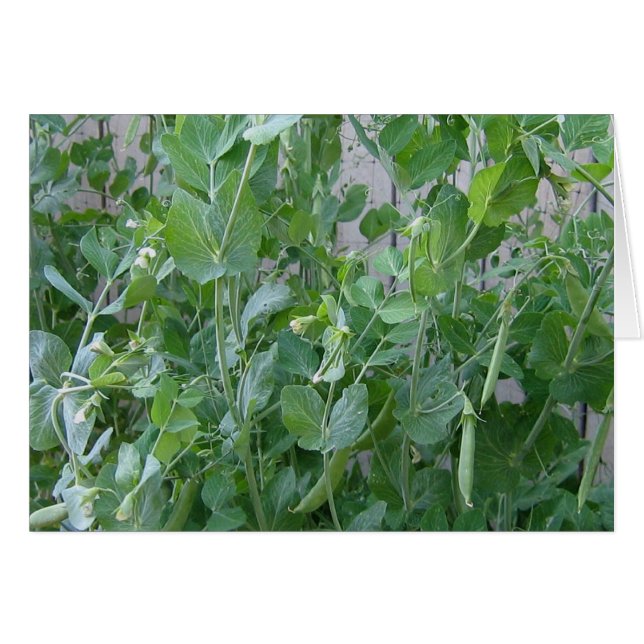 Cartão A princesa e a ervilha (Frente Horizontal)