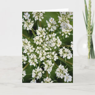 Cartão A renda da Rainha Anne, carta