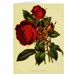 Cartão A sultão de Zanzibar aumentou