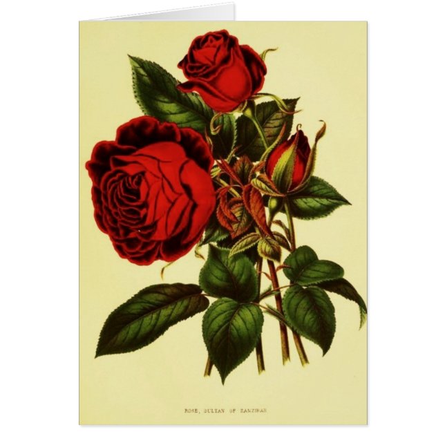 Cartão A sultão de Zanzibar aumentou (Frente)