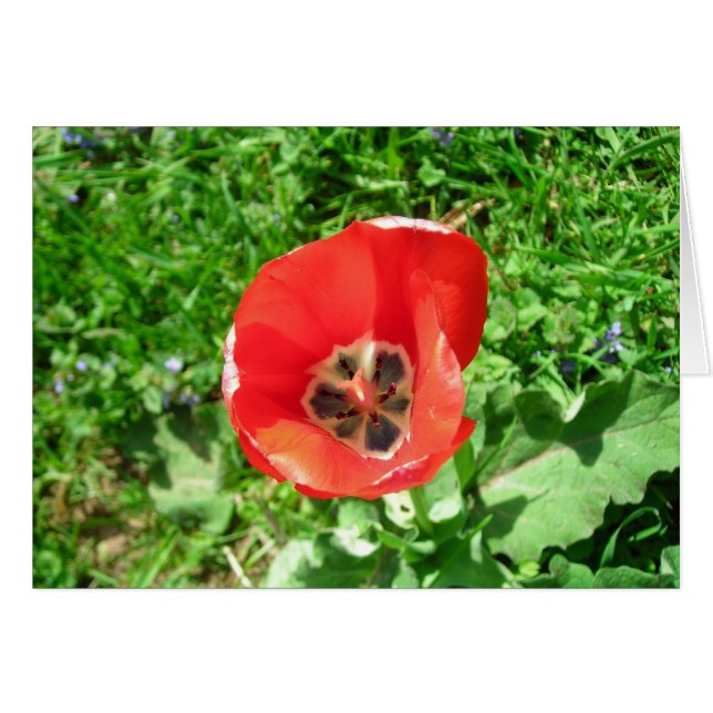 Cartão A Tulipa Solitária (Frente horizontal)