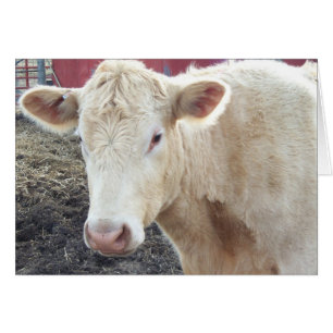Cartão A vaca de Carole