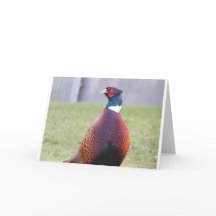 A Very Pleasant Pheasant Greetings Card