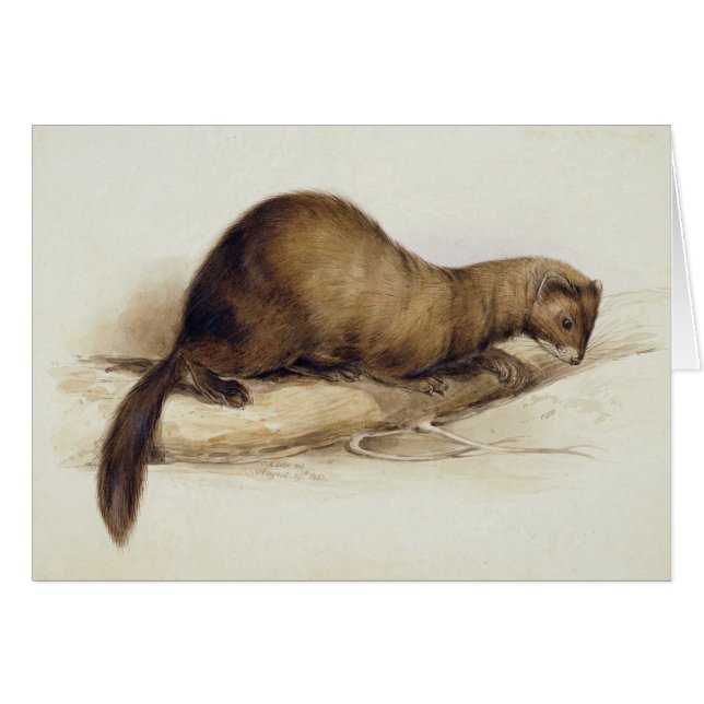 Cartão A Weasel, 1832 (c/c, caneta, tinta, guache e goma  (Frente Horizontal)
